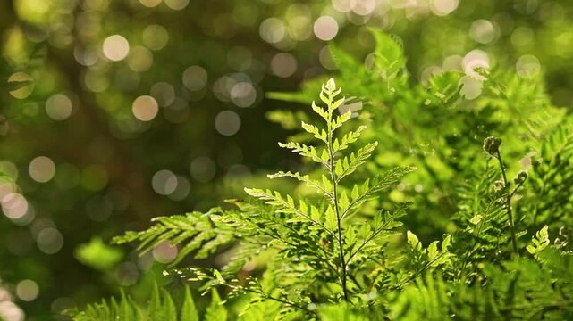 Slow motion shot of dreamy, lush, green fern forest showing textures and details with strong depth of field and bokeh