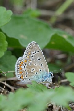 Common Blue butterfly Polyommatus icarus perched delicately on fresh green foliage in a natural meadow environment macro