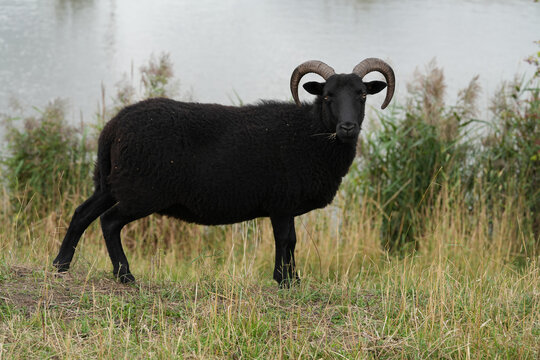A majestic black ram, Ovis aries, with large curved horns stands near a calm water body in lush green grassland