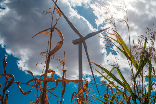 View of the Wind farm Alibunar turbine rising above a field of dry corn stalks under a bright blue sky with fluffy clouds in Alibunar, Vojvodina, Serbia.