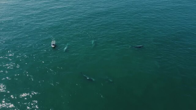Drone video showing a group of wild gray whales swimming peacefully around a small whale watching boat in Puerto Chale, Mexico.