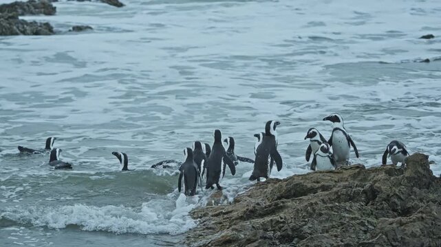 Handheld 4k, Betty&rsquo;s Bay, Western Cape, South Africa and penguins move between the rocky shoreline and Atlantic surf at Stony Point Penguin Colony