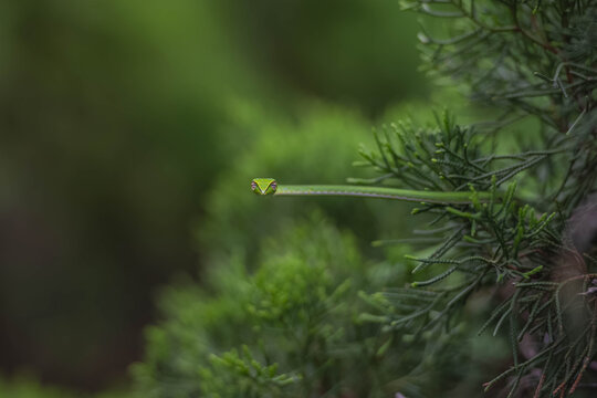 Asian vine snake (Ahaetulla prasina) camouflaged in green foliage in nature