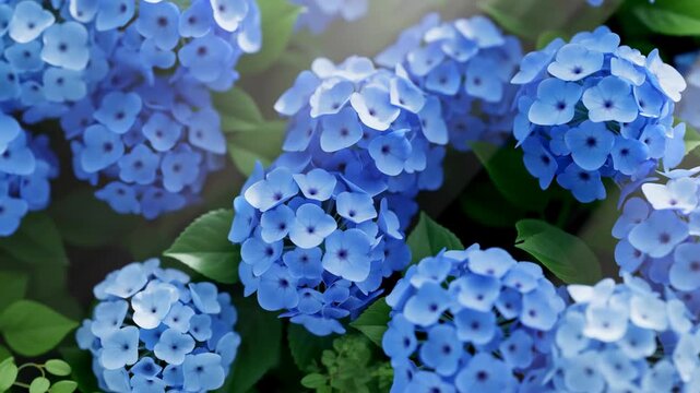 Blue hydrangea flowers gently move among green foliage in a sunlit garden close-up. Garden center advertising, landscaping promotion, and florist marketing.