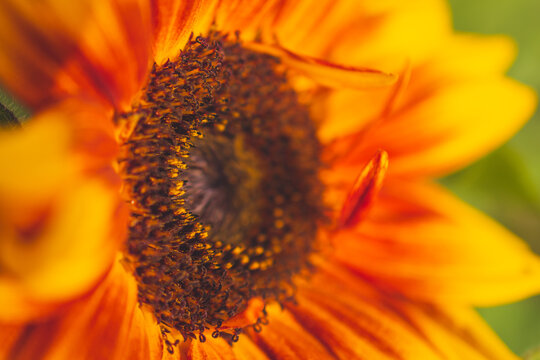 An extreme close-up view of a vibrant dwarf sunspot sunflower in full bloom