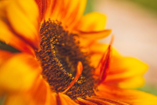 An extreme close-up view of a vibrant dwarf sunspot sunflower in full bloom