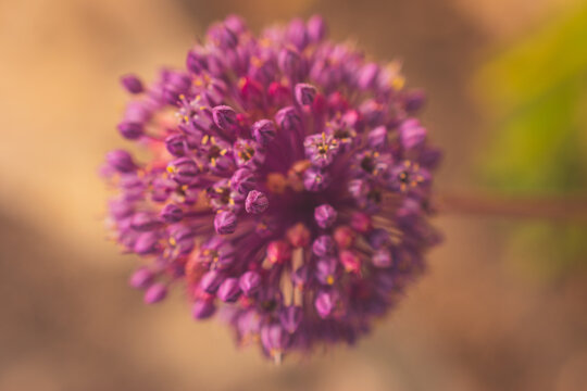 A close-up macro shot of the flower of Allium ampeloprasum,  also known as wild leek or broadleaf wild leek, in a garden