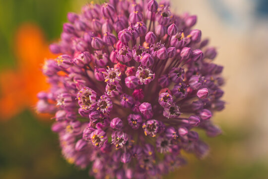 A close-up macro shot of the flower of Allium ampeloprasum,  also known as wild leek or broadleaf wild leek, in a garden