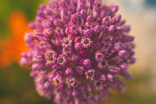 A close-up macro shot of the flower of Allium ampeloprasum,  also known as wild leek or broadleaf wild leek, in a garden