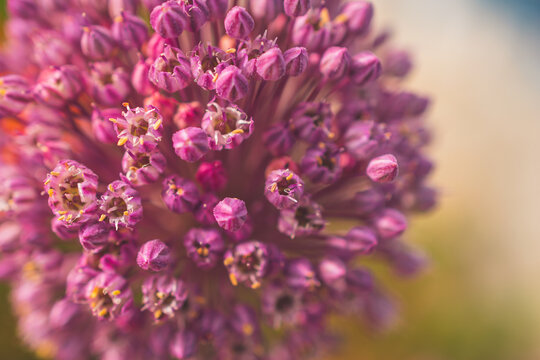 A close-up macro shot of the flower of Allium ampeloprasum,  also known as wild leek or broadleaf wild leek, in a garden