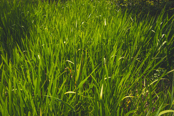 Obraz premium A close-up shot of green plants growing under the sunlight at a river stream