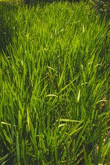 Obraz premium A close-up shot of green plants growing under the sunlight at a river stream