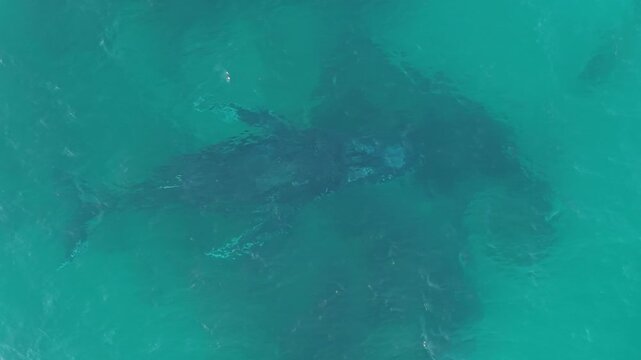 Drone footage of humpback whales cruising through open blue ocean, Australia