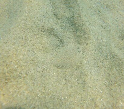 flat fish on sandy bottom