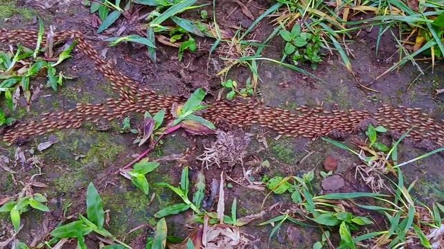 termites crawling on ground entering hole or termite colony walking into underground nest.