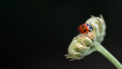 Minimalist macro photo of red ladybug beetle on green flower bud against dark background with horizontal copy space © Tanaly