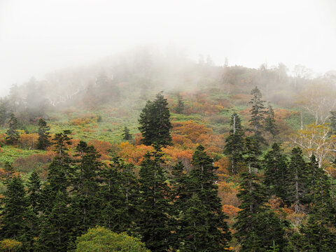 霧に煙る秋の山の風景