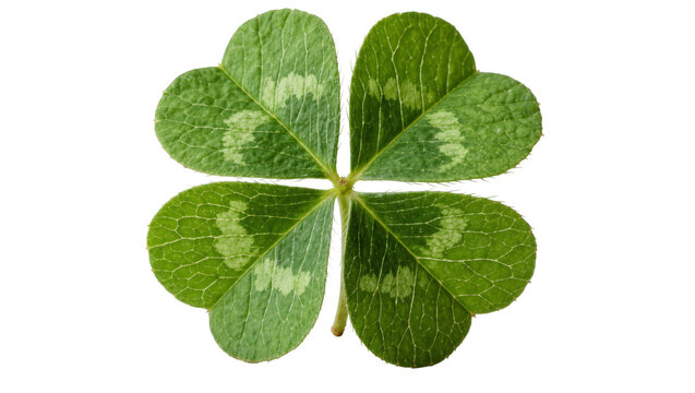 Green four-leaf clover with detailed veins, isolated on transparent background