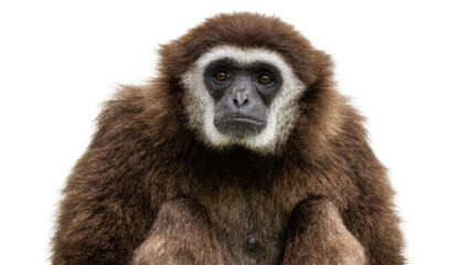 Brown gibbon primate with white facial markings, isolated on transparent background © Petra