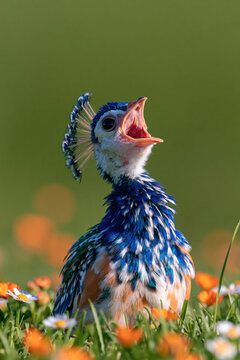 animal by ai, peacock chick with open beak, blue patterned feathers and curved crest, flower meadow, photorealistic