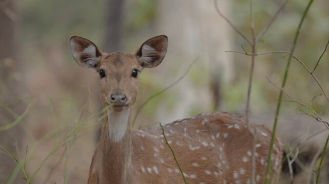 View of a spotted deer standing in the forest of Bandhavgarh Tiger Reserve in Kila Bandhogarh, Madhya Pradesh, India.