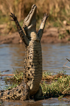 animal praying crocodile with raised forelegs, standing upright beside river, open jaws, photorealistic
