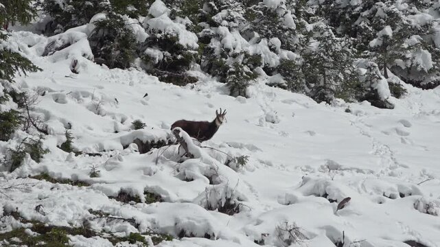 A chamois standing on a snow-covered mountain slope, looking to the right, handheld shot, Alps, Austria