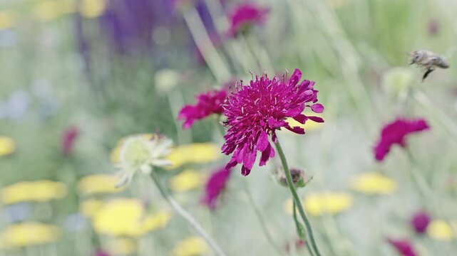 Purple exotic scabious flower. Natural flower plant. Flora nature. Blooming flower in nature. Scabious flower. Flowering nature closeup. Macro flowering Macedonian scabious plant. Botanical footage