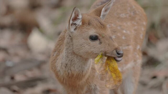 View of a young spotted deer chewing on a dry leaf in the forest of Kila Bandhogarh, Madhya Pradesh, India.