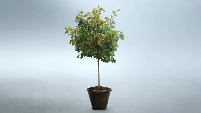 Growing potted tree develops from a sapling in a minimal studio setting. Environmental education, sustainability presentations, and reforestation campaigns.