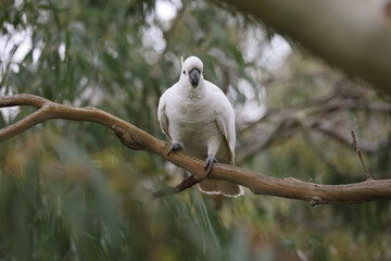 Cockatoo Poised for Take Off © Craig