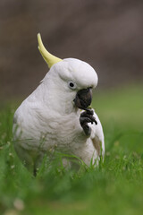Sulphur Crested Cockatoo Feeding on the Ground © Craig