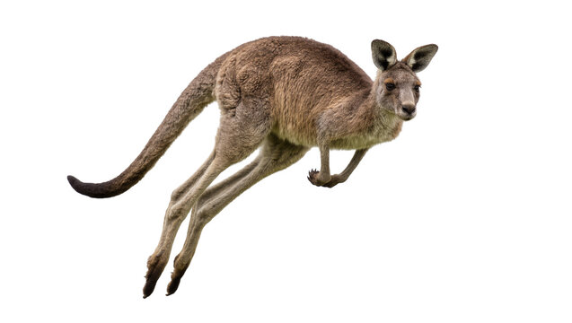 Brown kangaroo mid-leap with long tail extended, isolated on transparent background