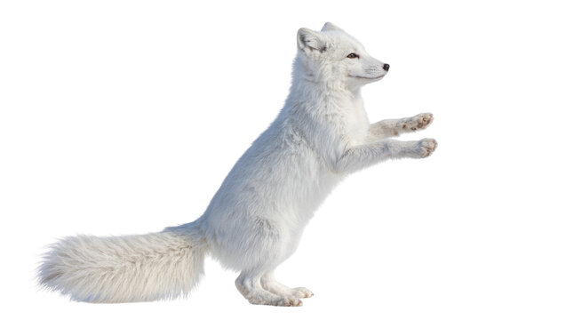 Fluffy white arctic fox with bushy tail standing on hind legs, isolated on transparent background