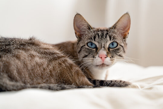 Front view of a adult Lynx point siemaese cat with blue eyes, relaxing on a white bed in a white room and looking at camera