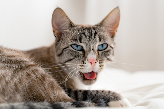 Front view of a adult Lynx point siamaese cat, sleeping on a white bed and yawns in a white room.