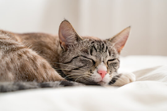 Front view of a adult Lynx point siemaese cat, sleeping on a white bed in a white room.