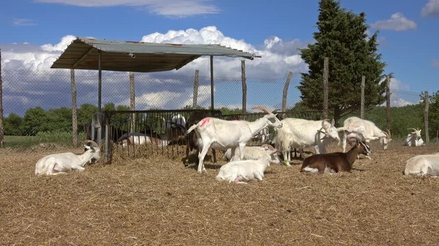 View of a herd of white and brown goats resting on straw under a metal shelter in a fenced enclosure in Tuscany, Italy.