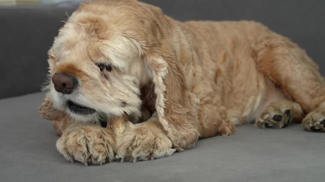 The spaniel is gnawing on a bone.