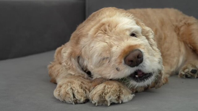 The spaniel is gnawing on a bone.