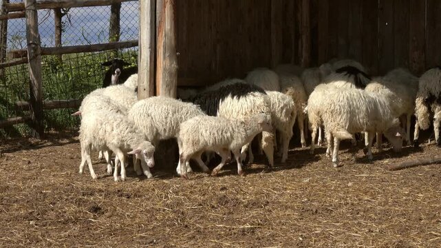 View of sheep resting in a wooden shelter in Tuscany, Italy.