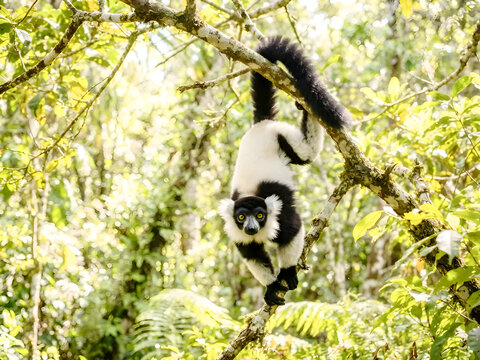black-and-white ruffed lemur