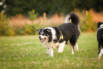 Obraz premium Border Collie running across a meadow carrying a blue rubber ball toy during outdoor training or play session. Action shot captured in warm golden evening light, highlighting movement, intelligence, 