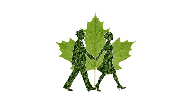 Green maple leaf with detailed veins on white background