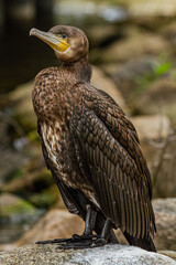 Cormorant portrait on the blurred background   Portret kormorana na rozmytym tle © Adrian White