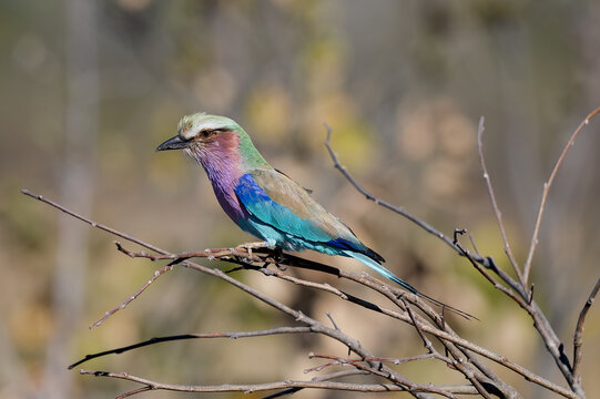Lilac‑breasted roller perched on branch in Kalahari, Africa