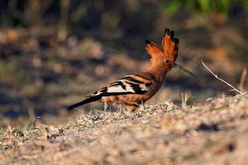 African hoopoe foraging on ground in the Okavango Delta, Africa © Cynthia