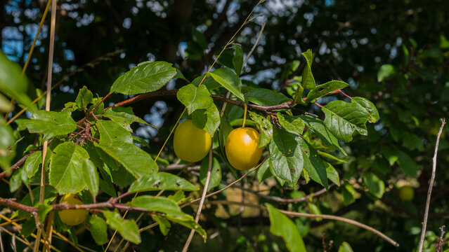 Ripe Yellow Plums Prunus domestica Hanging on the Branch in a Wild Hedgerow &mdash; Concept: Wild Foraging and Free Food, Late Summer Harvest, Home Orchard and Self Sufficiency