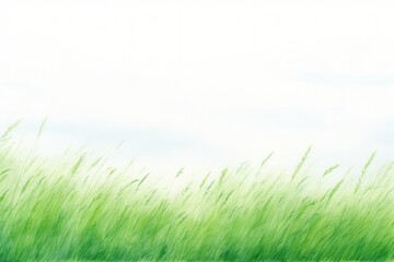 Fototapeta premium Meadow grass green vegetation outdoors nature.