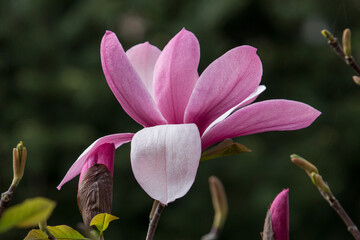 Close-up of a pink magnolia flower. One flower against a backdrop of greenery. © tillottama